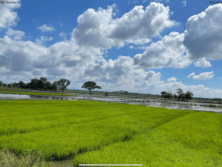 6 hectares Raw Land For Sale in Roxas Isabela