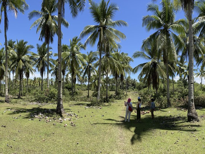 20.97 hectares coconut Farm for Sale in Placer,Masbate