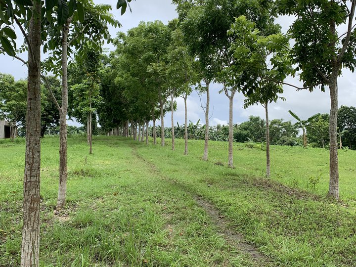 Lot For Sale in Tabogon Cebu City