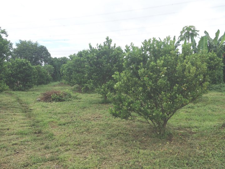 Children all abroad , getting old to take care of farm