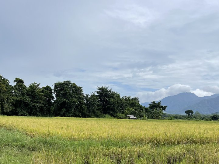 8,829 SQM Titled Farm Lot For Sale in Bantay Ilocos  Sur at P400/SQM all related expenses included