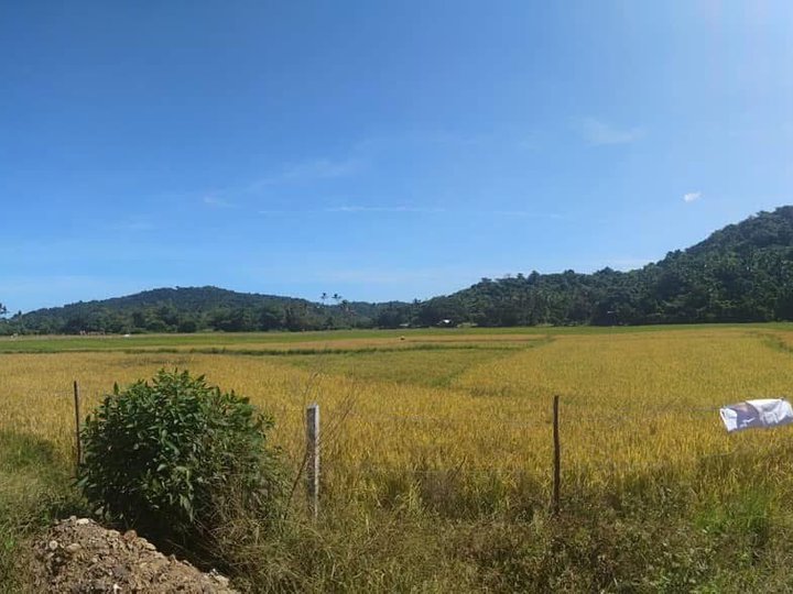 3.1 hectares Farm Lot For Sale in Barotuan, El Nido Palawan.