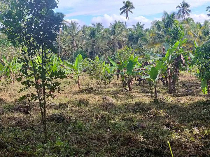 3,000 sqm Residential Farm For Sale in Pagadian Zamboanga Del Sur