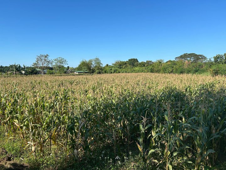 2,865 SQM Rice Land located along Barangay Road in Bulag Cento, Bantay, Ilocos Sur.