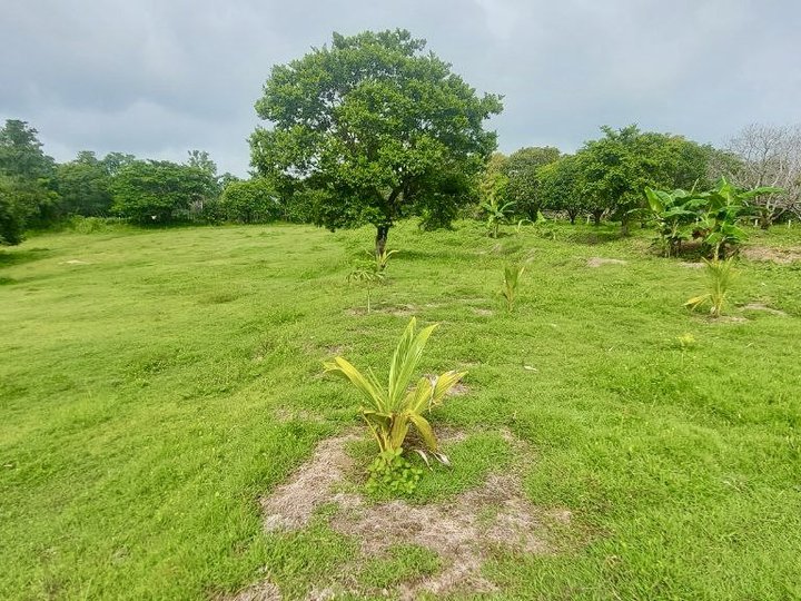 2.05 hectares Agricultural Farm For Sale in Cuyapo Nueva Ecija