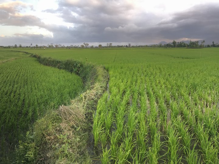 RICE LAND FOR SALE