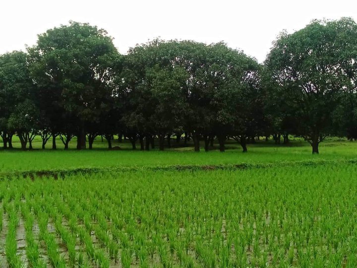 Agricultural 2 hectares Mango Farm For Sale in Tayug Pangasinan
