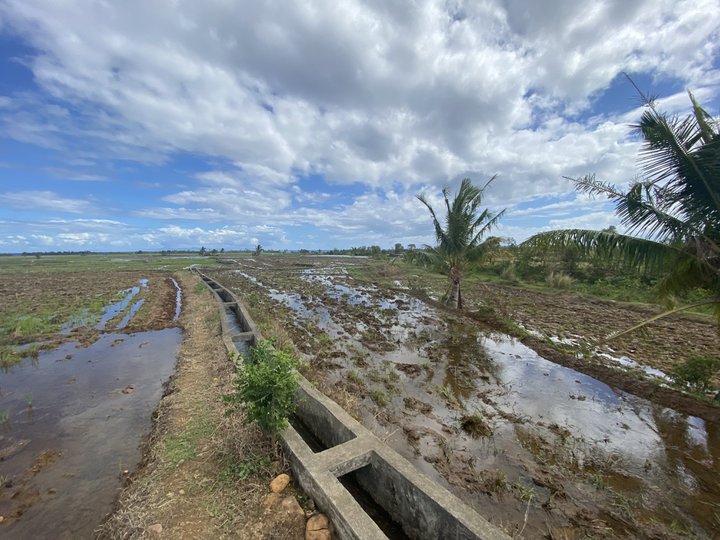 Rice Lot/Field for sale in Nagas Tiwi, Albay