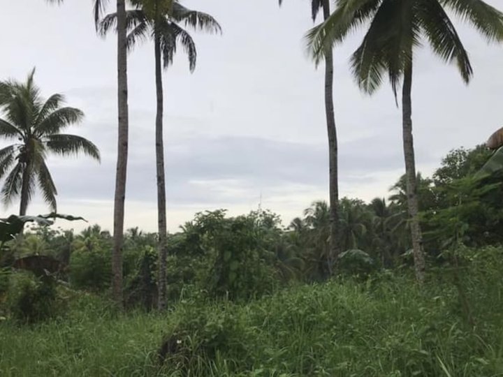 4 hectares Farm Lot For Sale in Samal Davao Del Norte Costing Only 2.5M per Hectare