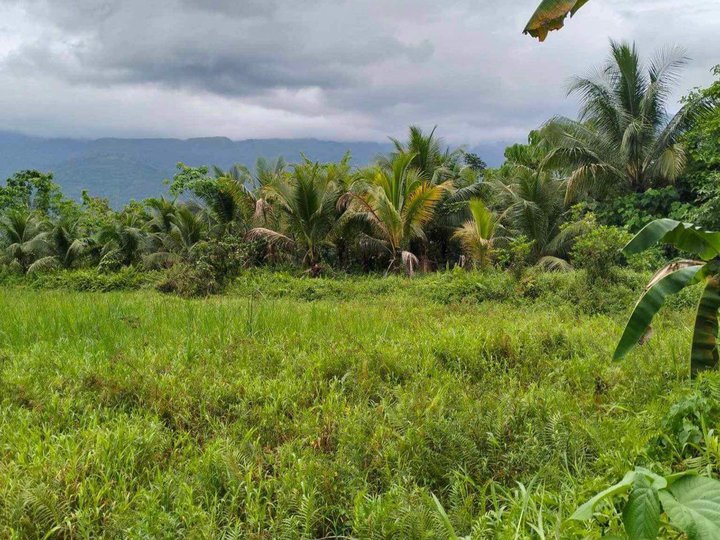 2.5 hectares Agricultural Farm For Sale in Naujan Oriental Mindoro