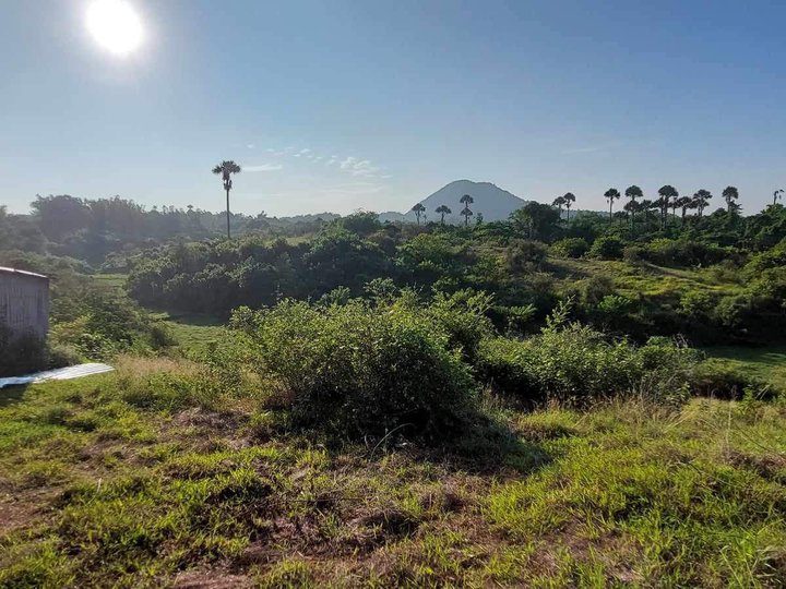 Beautiful Farm Land For Sale! - Cuyapo Nueva Ecija