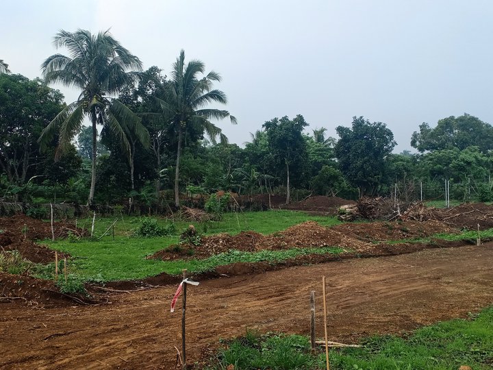 FARM LOT FOR SALE IN AMADEO!
