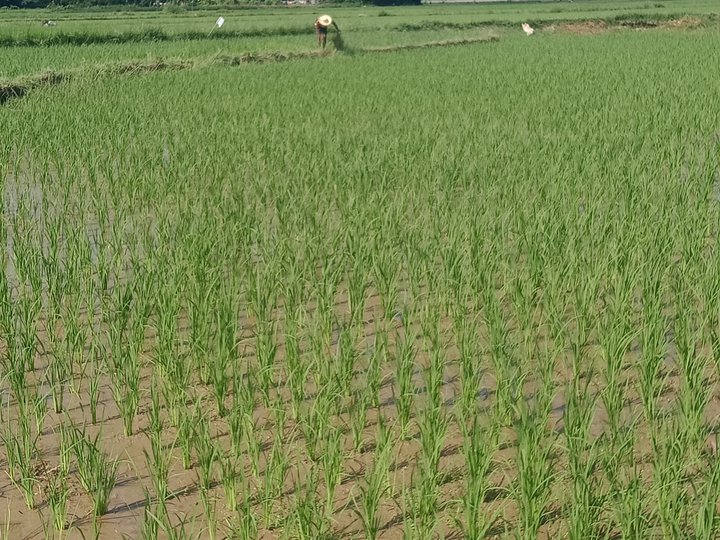 Rice land for sale