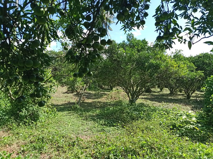 1000 sqm Agricultural Farm For Sale in Tiaong Quezon