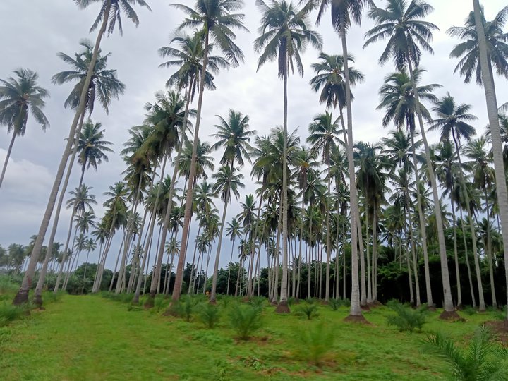 Dates palm farm