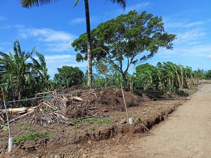 Private farm lot located at Brgy. Pajo ,Alfonso, Cavite