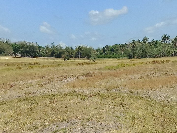 Ricefield for sale