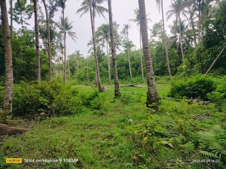 Farm lot near Pob. h.way with coconut near Tagbilaran City 250/sqm