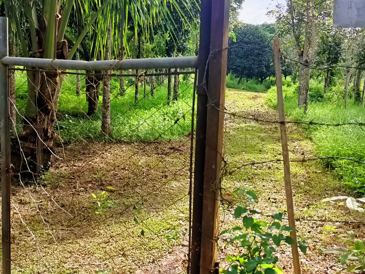 1 hectare Agricultural Farm For Sale in Alfonso Cavite
