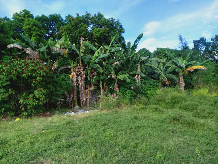 INSTALLMENT 400 sqm Agricultural Farm For Sale in Castillejos Zambales