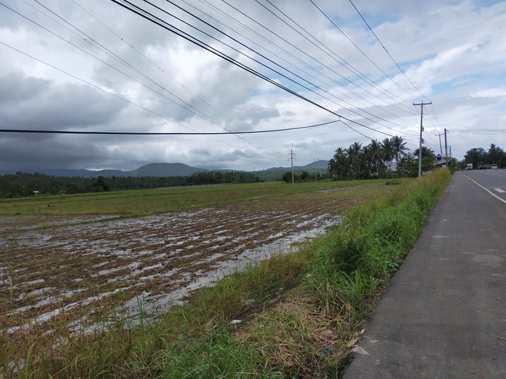 Rice field land