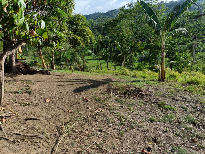 Clean title farm lot 1000sq mtrs minimum cutting 800 per sq maigang barili