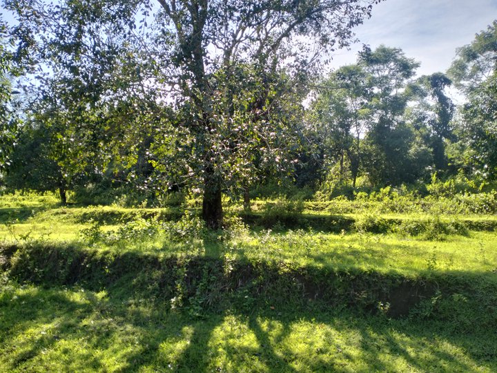 Agricultural Farm land with lot of fruit bearing trees