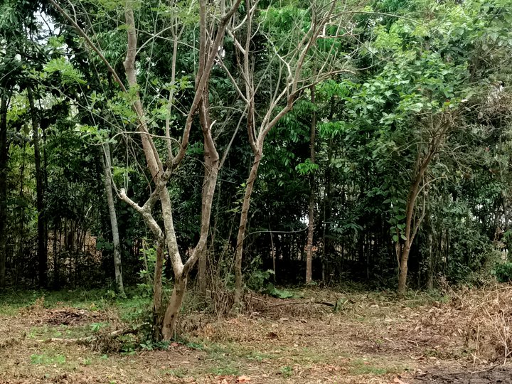 300 sqm Farm Lot For Sale in Indang Cavite