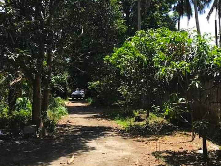 FARM LOT FOR SALE IN BATANGAS Lots, Lands, and Farms in Cuenca, Batangas for sale