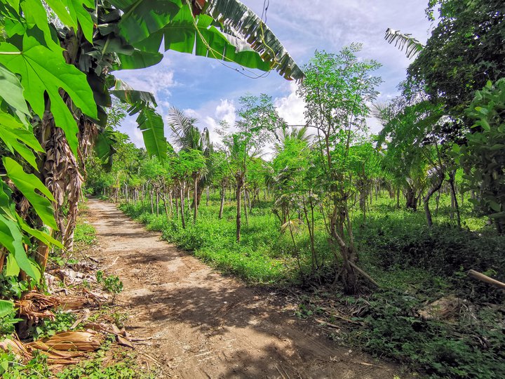 Farm Land along Barangay Road in Tanauan Batangas [Lot 🚜] (February