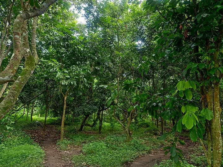 Rambutan/Lanzones and banana plantation [Lot 🚜] (September 2021) in ...