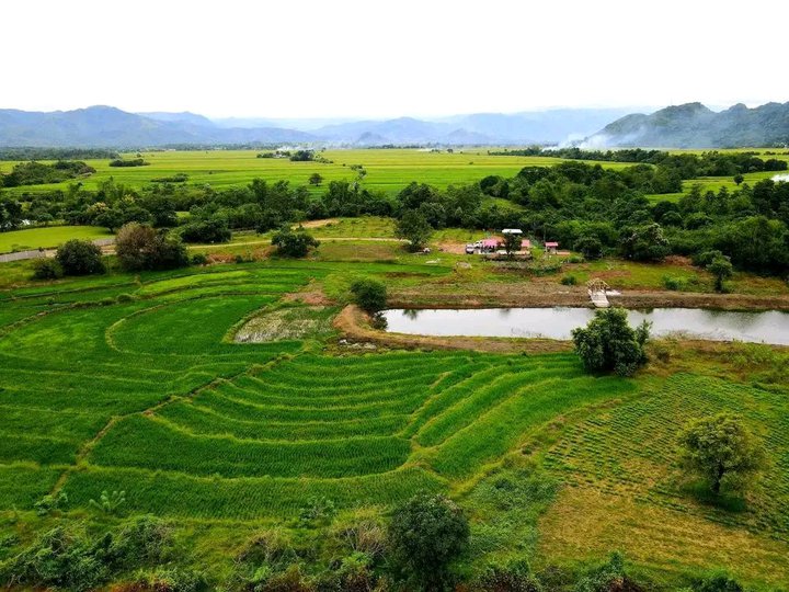 3.5 hectares Agricultural Farm For Sale in Santa Ignacia Tarlac