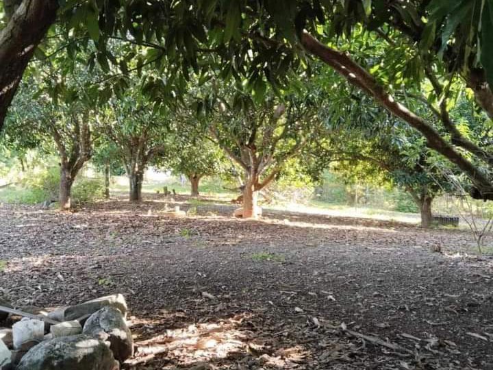 Farmlot! 1.3hectares Titled May mga tanim n puno Manga, saging, atbp. Loc. Rizal nueva ecija