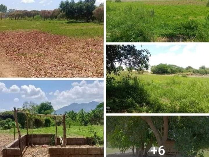 Lot for sale   With resthouse  : 3.2 hectares/32,000 sqm  Good for poultry,piggery etc. cabiao