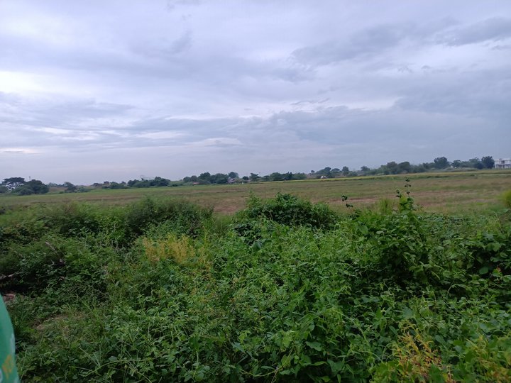 4 hectares Lot For Sale in Cabanatuan Nueva Ecija