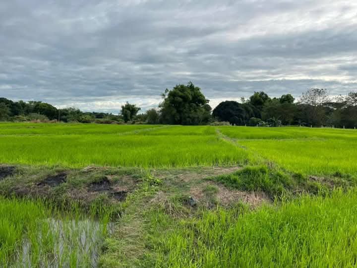 9,600 sqm Residential Farm For Sale cuyapo