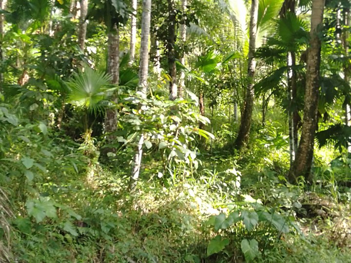 4 hectares farm lot for sale in casiguran sorsogon
