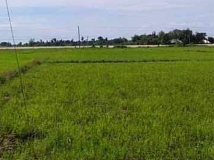 The farm is located along the national highway corner barangay road.