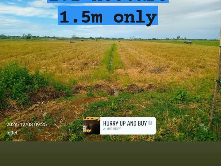 1.1 hectares Farm Lot For Sale in Bongabon Nueva Ecija