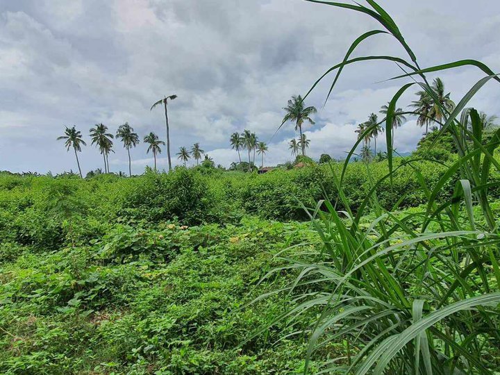 4.96 hectares farm lot for sale in Calaca Batangas