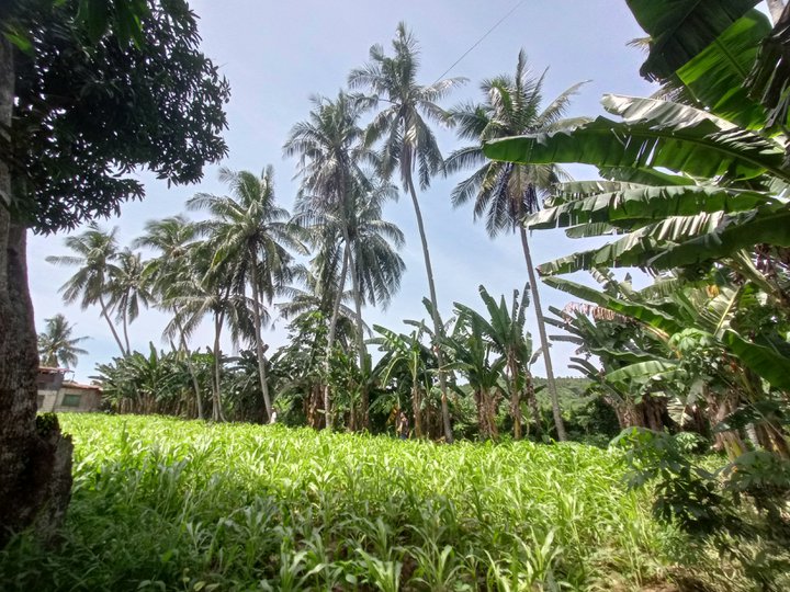 5,000 sqm Agricultural Farm For Sale in Danao Cebu
