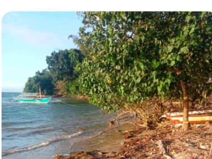 Farm land near seashore clean title 100 pesos per square meter