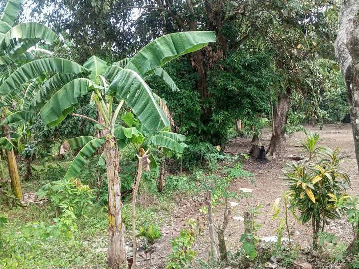 1.08 hectares Residential Farm For Sale in Indang Cavite