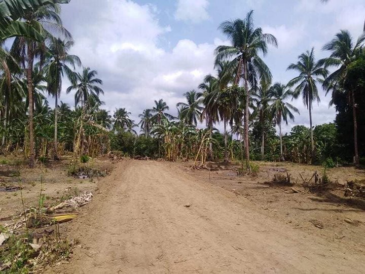 NEWLY OPEN FARM LOT INDANG  NEWLY OPEN FARM LOT COOL CLIMATE FLOOD FR