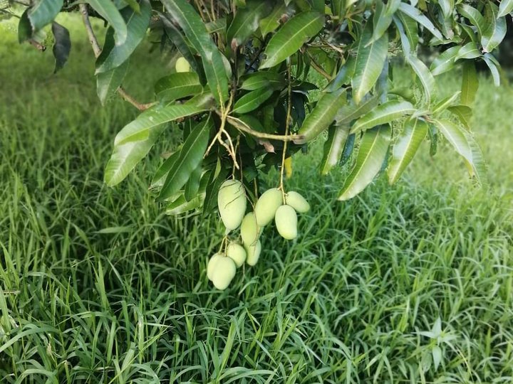 Invest in the Serenity of Mango Orchards