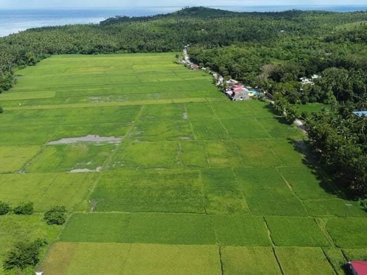 Rice Land for Sale in San Andres, Romblon [Lots 🚜] (June 2026) in San ...