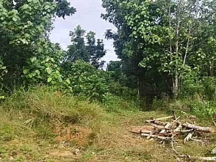 Farm lot for sale 10.9 hectares.. only 550k located in gintanaan bayawan city