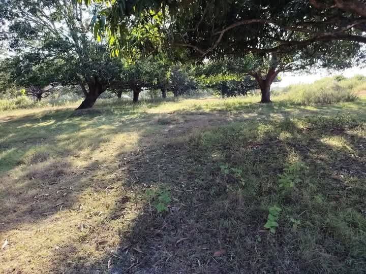 5,000 sqm Residentia farml Lot For Sale in Cuyapo Nueva Ecija