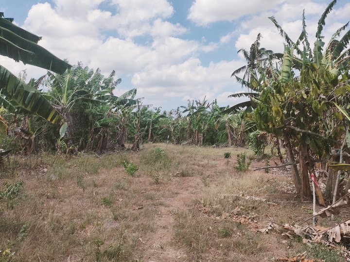 500 sqm Agricultural Farm For Sale in Amadeo Cavite