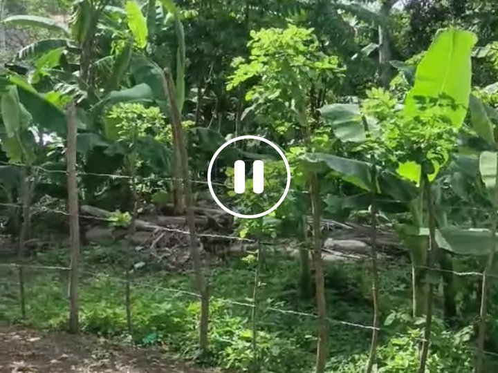 531 sqm Residential Farm For Sale in Liliw Laguna